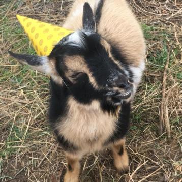 Vincent, The Party Goat